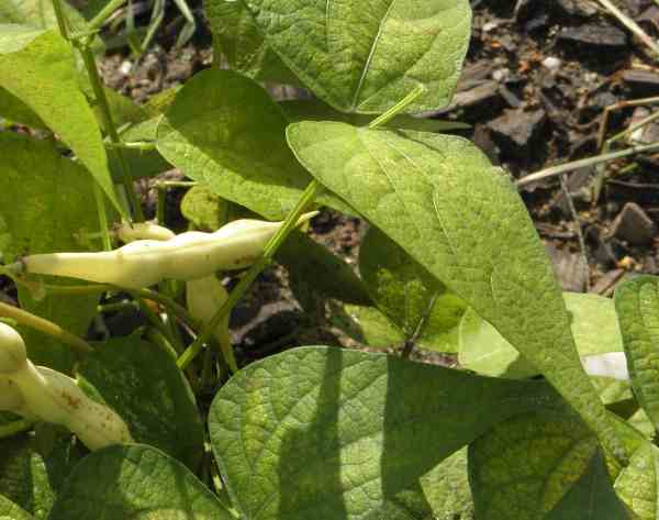 ZwamBoon bruine bonenplant